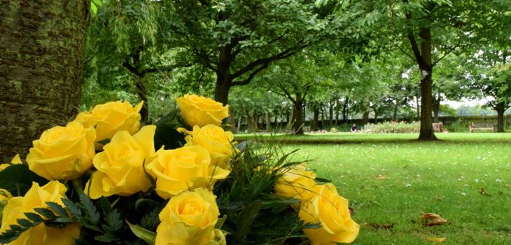 Photo of some yellow roses next to a tree