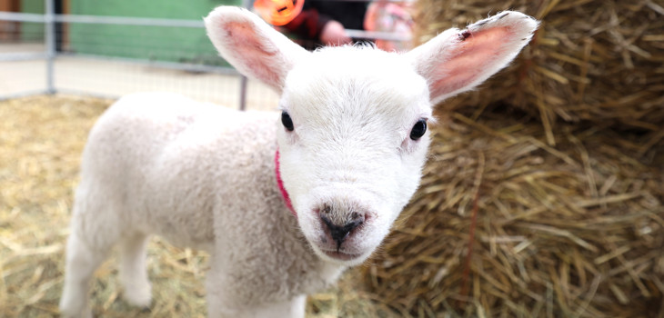 Newham Grange Farm