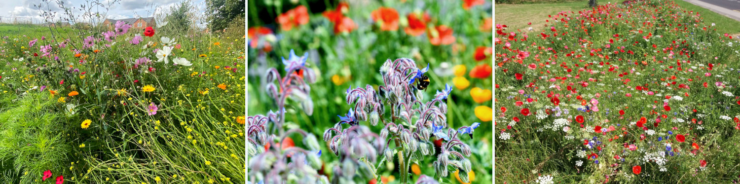 Vibrant wildflowers growing in Middlesbrough