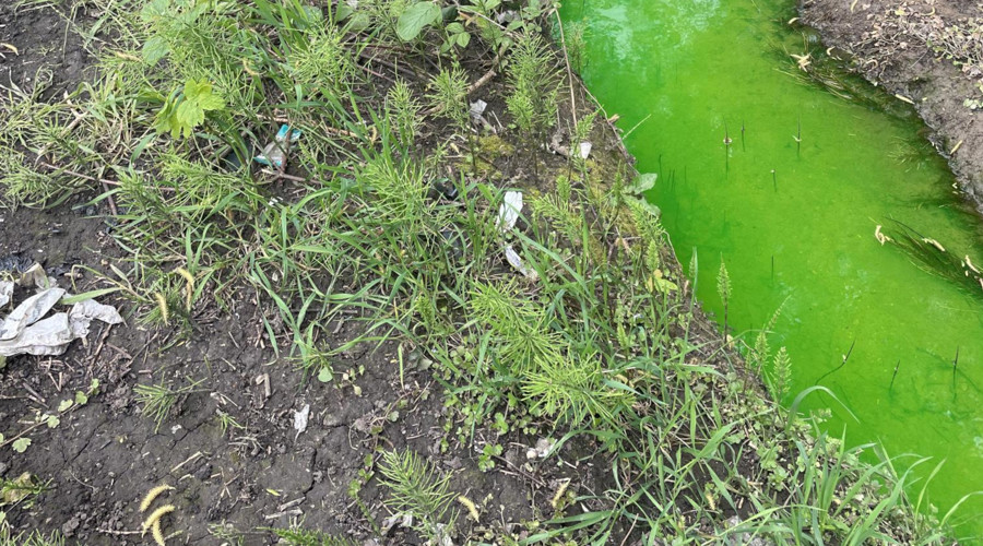 The harmless bright green colour in Bluebell Beck