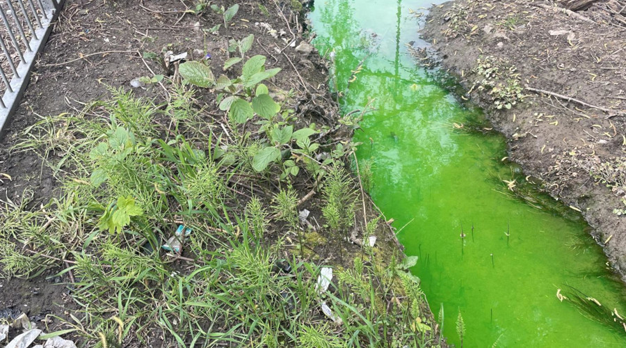 The harmless bright green colour in Bluebell Beck